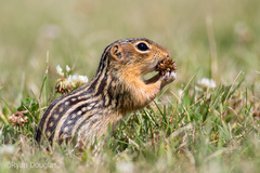 Thirteen-Lined Ground Squirrel photo 1
