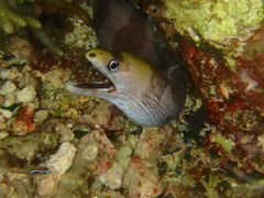Gymnothorax rueppelliae