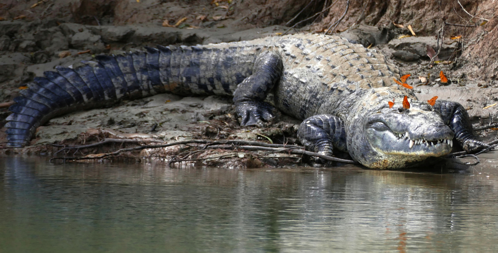Morelet's Crocodile