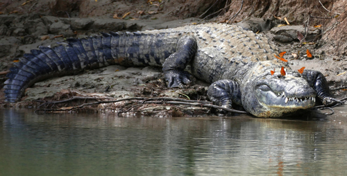 Morelet’s Crocodile, Crocodylus moreletii