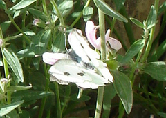 Pieris brassicae nepalensis