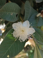 Psidium