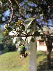 Psidium