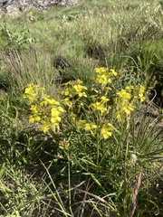 Erysimum rhaeticum