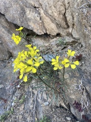 Erysimum rhaeticum