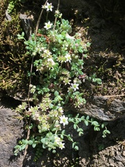 Sedum dasyphyllum