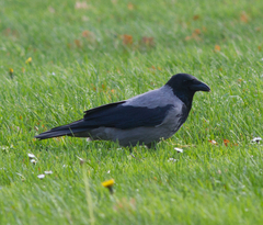 Corvus cornix