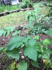 Eriocapitella × hybrida