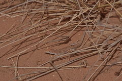 Acanthodactylus aureus