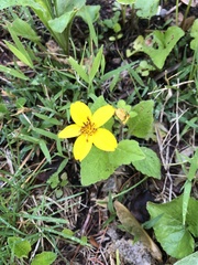 Chrysogonum
