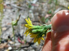 Blackstonia perfoliata