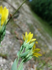 Blackstonia perfoliata