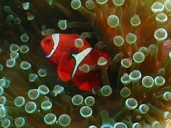 Amphiprion biaculeatus