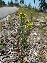 Blackstonia perfoliata