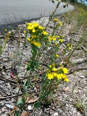Blackstonia perfoliata