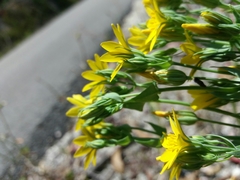 Blackstonia perfoliata