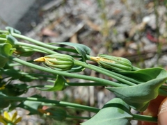 Blackstonia perfoliata
