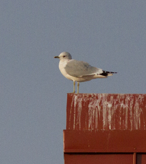 Larus canus