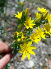 Blackstonia perfoliata