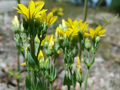Blackstonia perfoliata