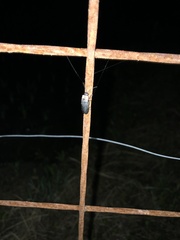 Nipponoluciola cruciata