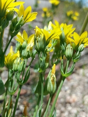 Blackstonia perfoliata
