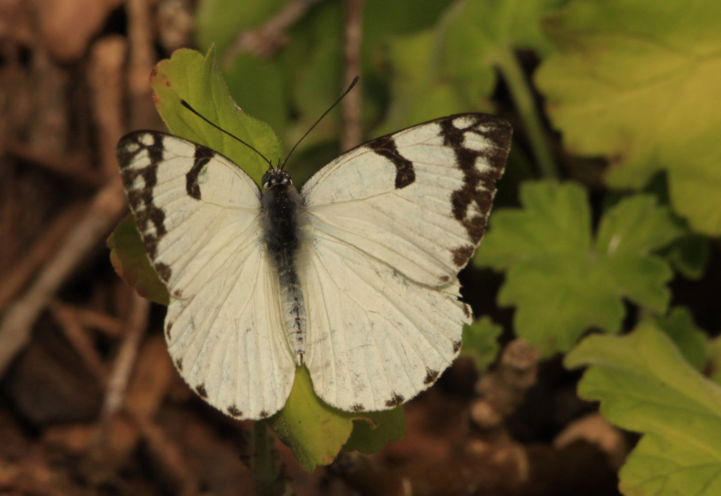 Forest Caper White