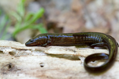 Stereochilus marginatus