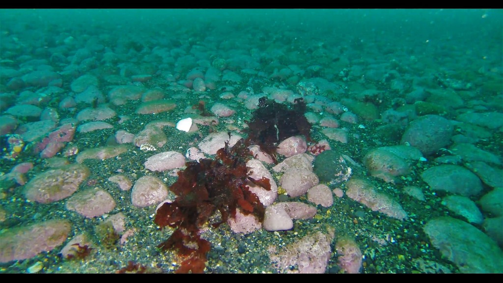 Sarcothalia crispata