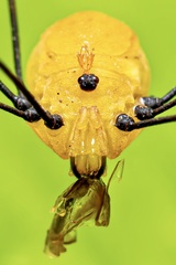 Abaetetuba