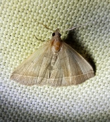 Zanclognatha obscuripennis