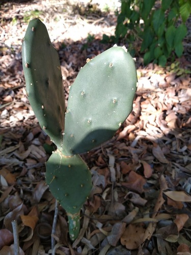 Opuntia stricta