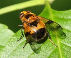 Volucella inflata