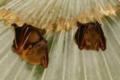 Cynopterus sphinx