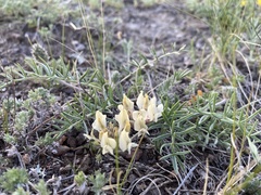 Oxytropis oxyphylla