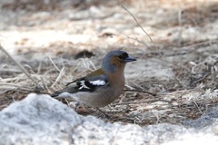 Fringilla coelebs schiebeli