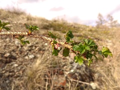 Ribes aciculare