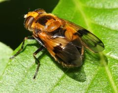 Volucella inflata