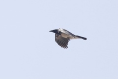 Corvus cornix sharpii