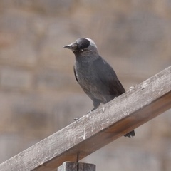 Corvus monedula soemmerringii