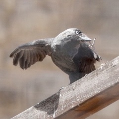Corvus monedula soemmerringii