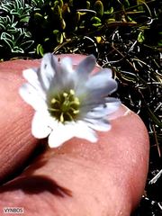 Cerastium arabidis
