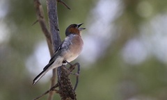 Fringilla coelebs schiebeli