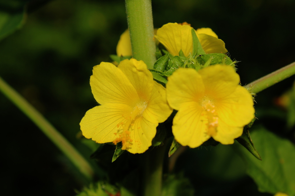 Malachra alceifolia