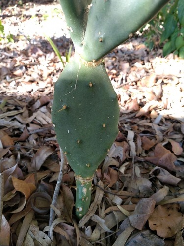 Opuntia stricta