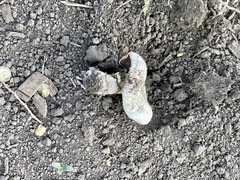 Agaricus deserticola