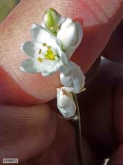 Ornithogalum anguinum