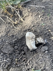 Agaricus deserticola