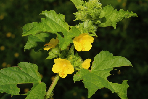 Malachra alceifolia