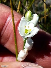Ornithogalum anguinum